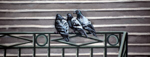ADS_Chorale_Lyon_(234)