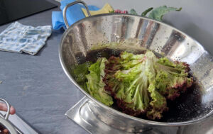 Primaire_Jardin_2025_06_10_10